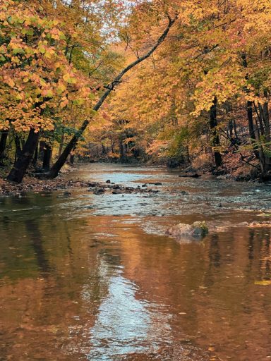 A tranquil stream surrounded by trees with vibrant autumn foliage.