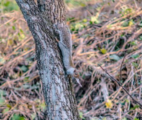 A gray squirrel climbing down a tree trunk surrounded by foliage.
