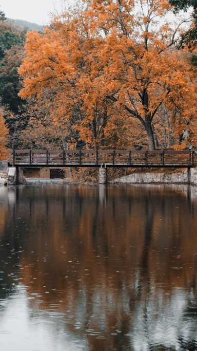 A wooden bridge over a calm river, surrounded by vibrant orange fall foliage.