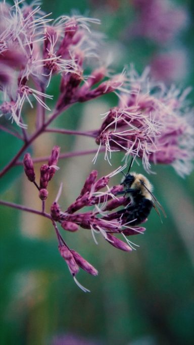 A bee sitting on pink flowering plants with blurred green background.