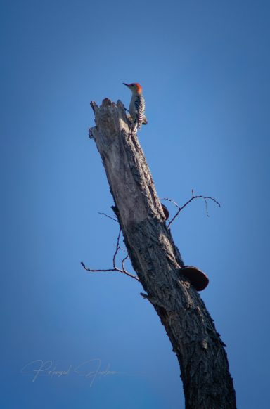 A woodpecker perched on the top of a tall, bare tree against a clear blue sky.