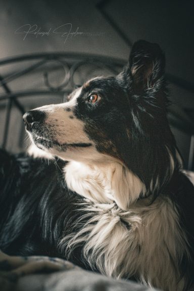Black and white dog with a focused expression, resting on a bed in soft lighting.