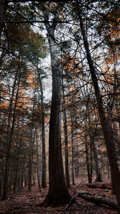 Tall trees in a dense forest with autumn leaves scattered on the ground.