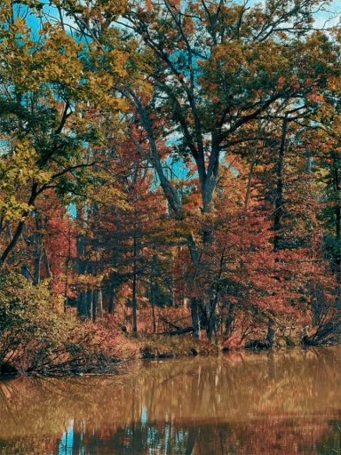 Autumn trees with colorful foliage reflected in calm water.
